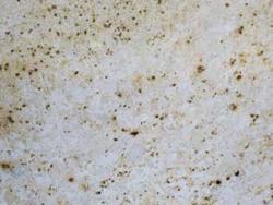 Colonial White Granite 