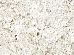 Nile Stone Lavender