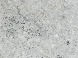 Nile Stone Colonial White Granite